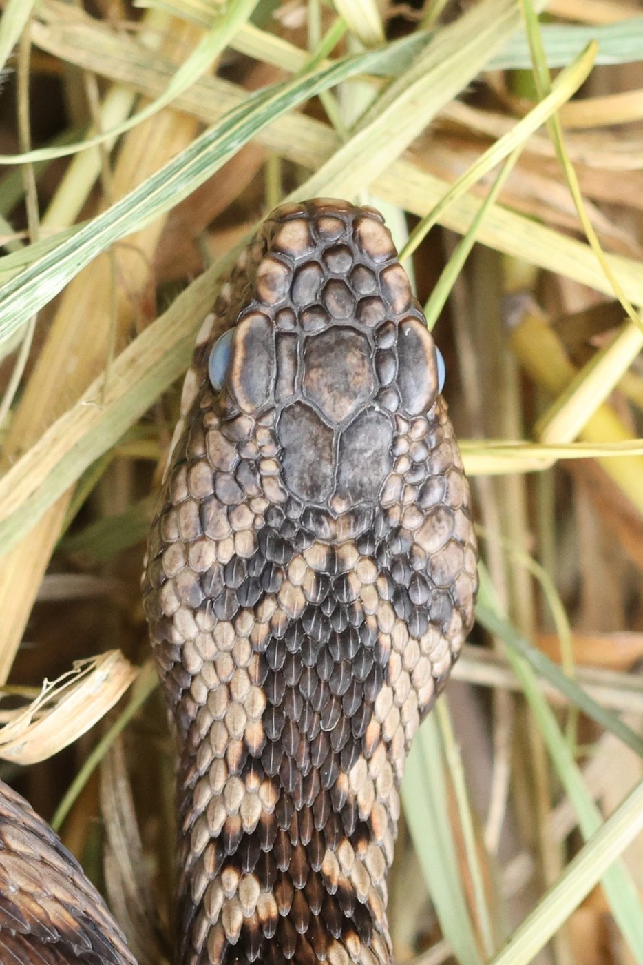 New adder 2