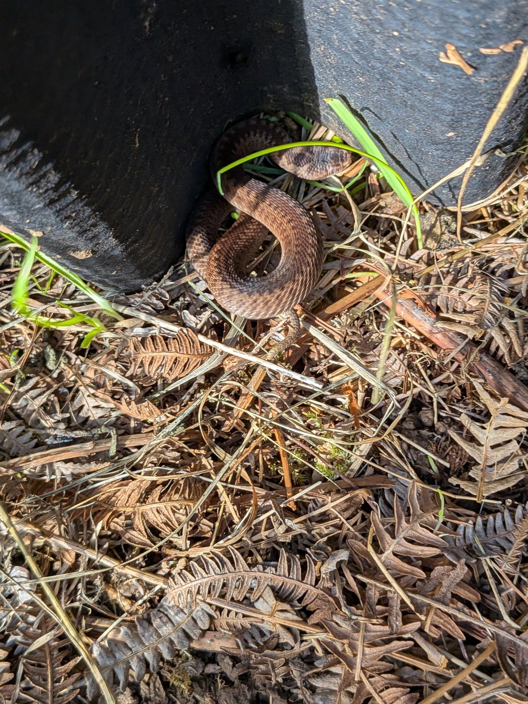 16 Aug - New Juvenile