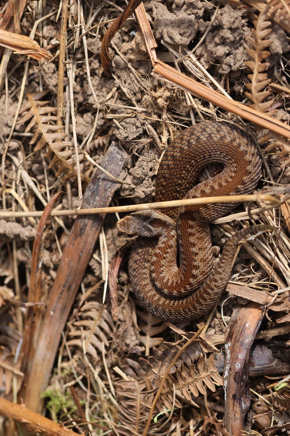 22 Sep - New Juvenile