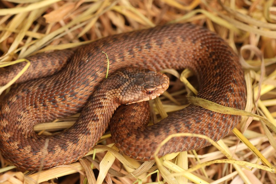 Tiny Snake