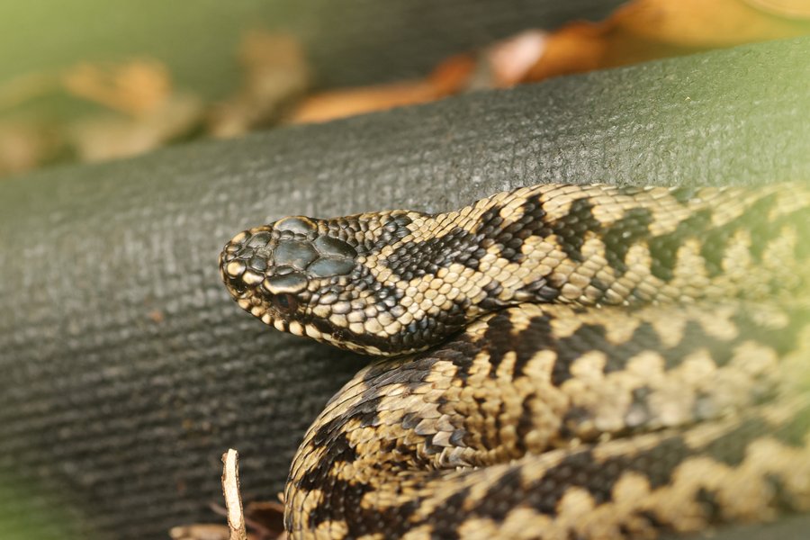 Long John Slither