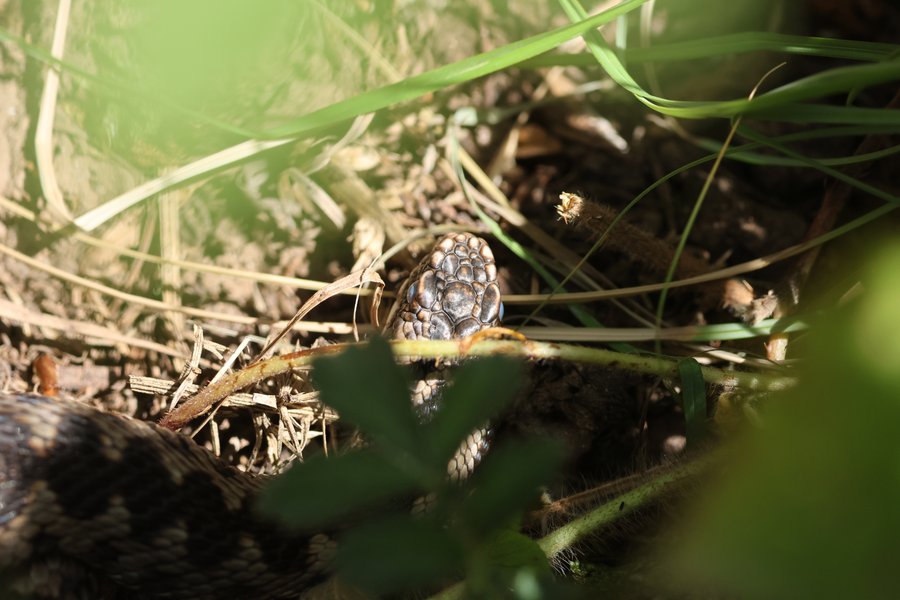 New Adder 1
