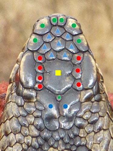 Figure 2 from Bauwens et al. 2018 — head-scale groups of Vipera berus