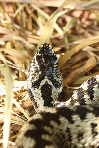 Long John Slither