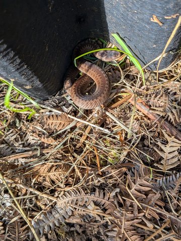 16 Aug - New Juvenile