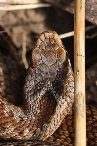 22 Sep - New Juvenile