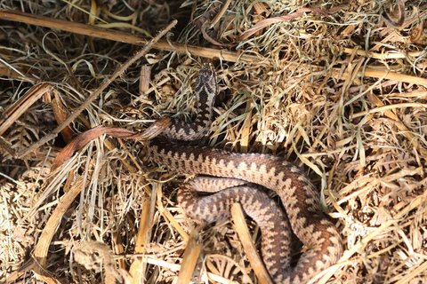 New adder 2
