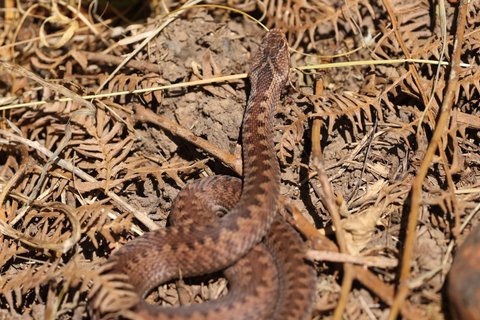Tiny Snake