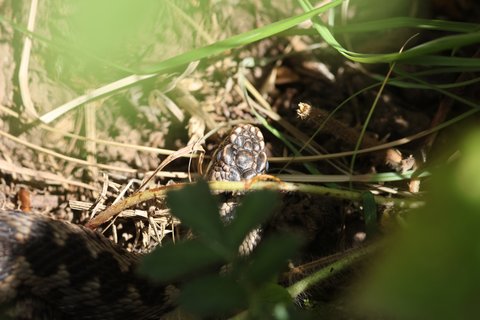 New Adder 1